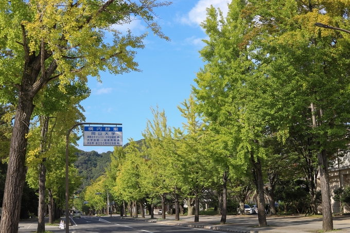 岡山大学へ続く道